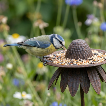Garden bird feeding from the coneflower bird feeder